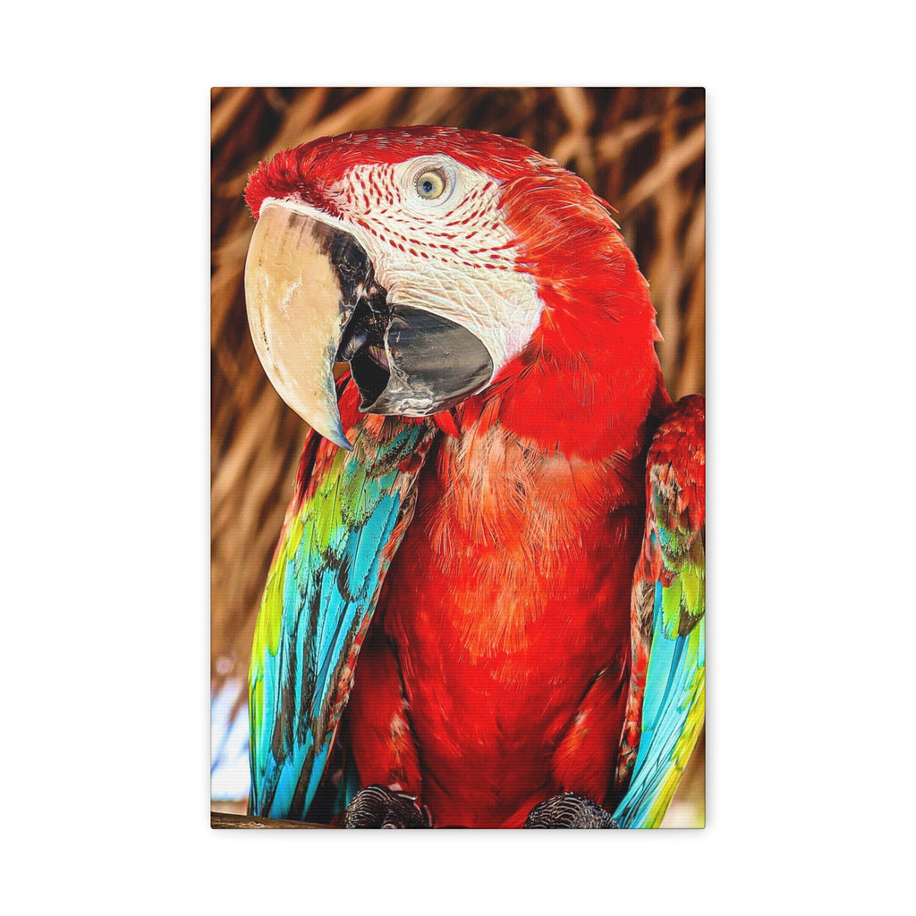 Green winged Macaw Canvas Portrait.