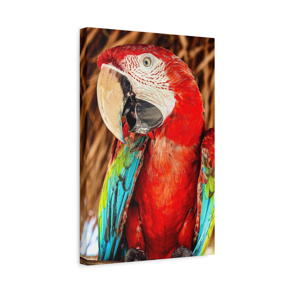 Green winged Macaw Canvas Portrait.